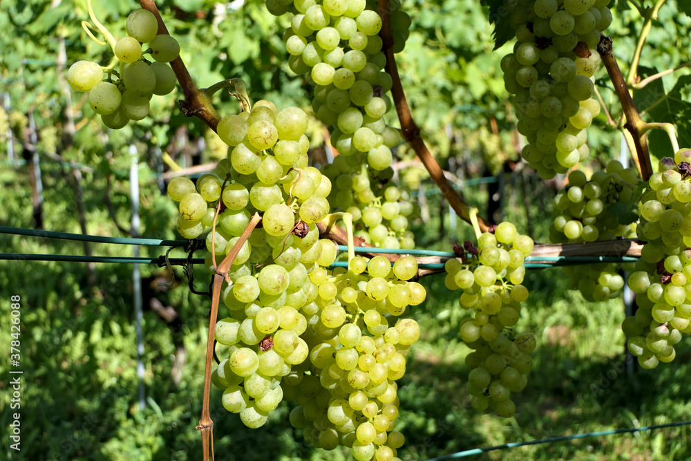 Many bunches of sweet green grapes on vine on a vineyard Many bunches of sweet green grapes on vine on a vineyard