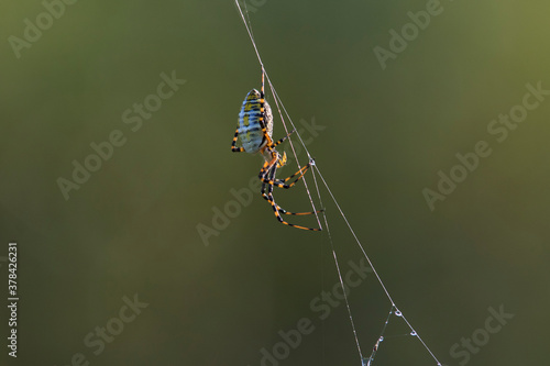 Argiope trifasciata (the banded garden spider or banded orb weaving spider)