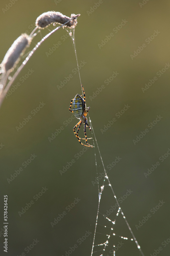 Argiope Trifasciata (the Banded Garden Spider Or Banded Orb Weaving ...