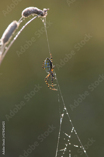Bilde på lerret Argiope trifasciata (the banded garden spider or banded orb weaving spider)