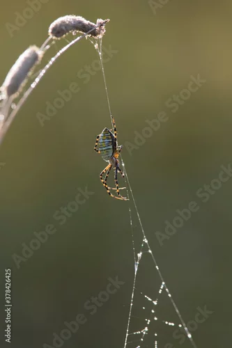 Fototapeta Argiope trifasciata (the banded garden spider or banded orb weaving spider)