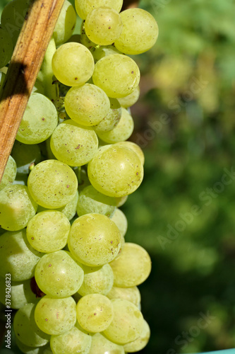 A bunch of big grapes, sweet and healthy, close up