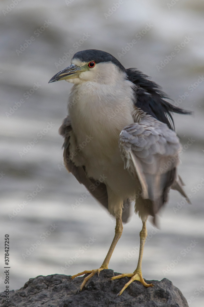 black-crowned night heron (Nycticorax nycticorax) black-crowned night heron (Nycticorax nycticorax)