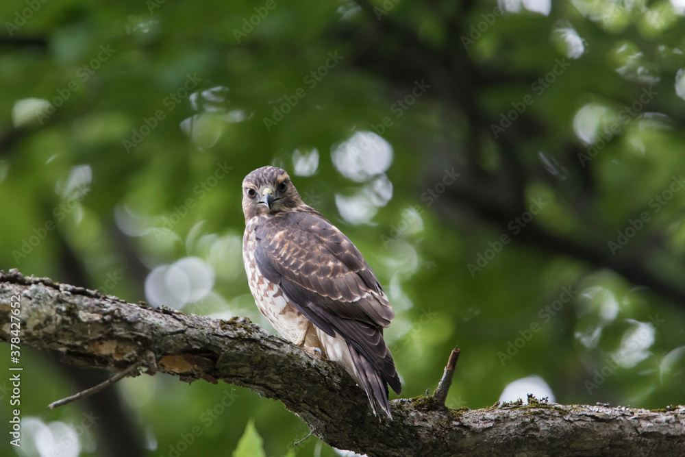 broad-winged hawk (Buteo platypterus) broad-winged hawk (Buteo platypterus)