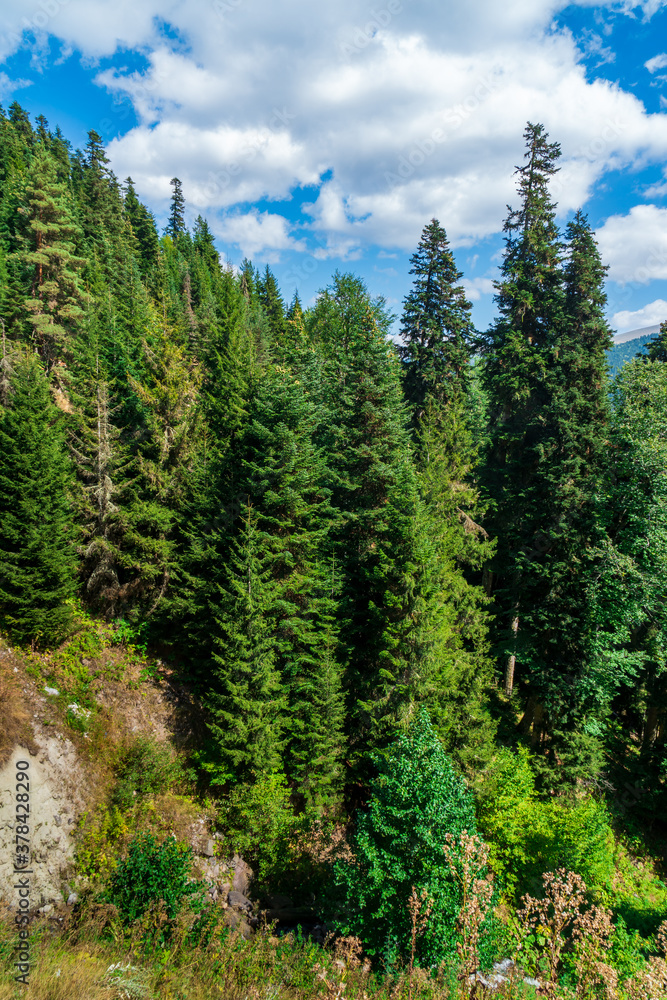 Beautiful mountain landscape in Ajara, pine trees. Georgia Beautiful mountain landscape in Ajara, pine trees. Georgia