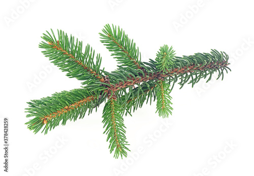 Pine tree branch isolated on a white background. Evergreen tree branch.