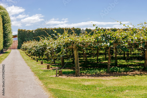 Kiwifruit farm with hedge and crates - Te Puke, Bay of Plenty, North Island, New Zealand