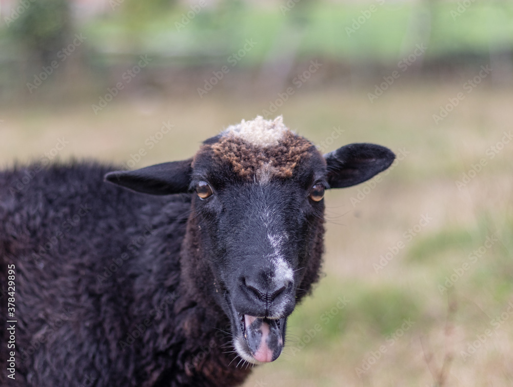 Oveja negra, blanca y marrón, sacando la lengua Oveja negra, blanca y marrón, sacando la lengua