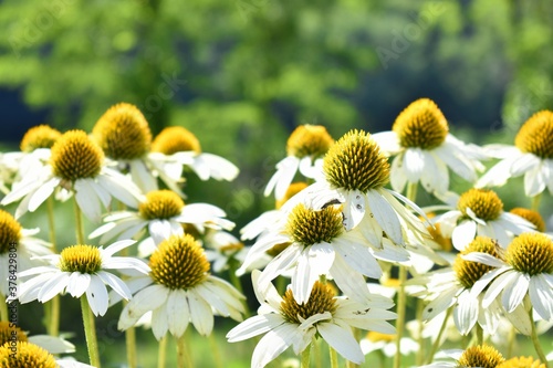 Wild Flowers