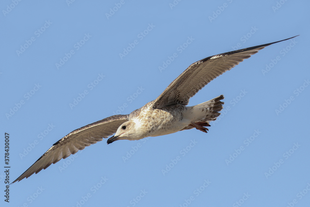 Fototapeta premium Seagull in low level flight against the blue sky