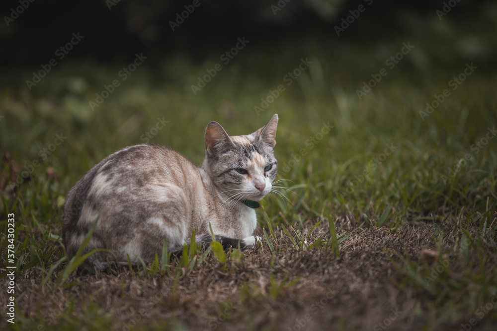 White cat lying in the garden, model pose.
