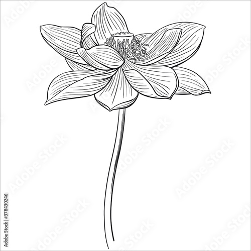 Hand drawn vector of lotus flower isolated on white background for coloring page. Black and white  stock illustration of blossom plant for coloring book.
