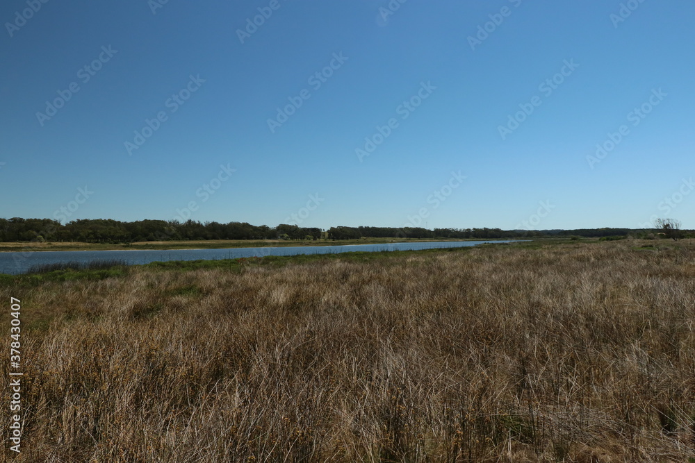 Fototapeta premium Riparian vegetation around the lagoon