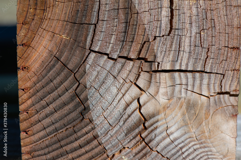Fototapeta premium Weathered wooden post closeup, cracked, with saw blade marks showing 