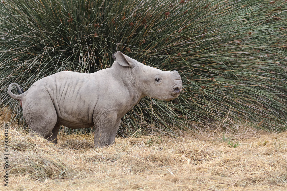 Fototapeta premium Rhinocéros