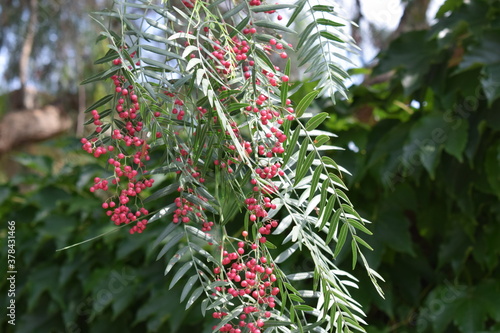 Beautiful dense foliage of peruvian pepper (Schinus molle) with clusters of maturing yellow and red berries photo