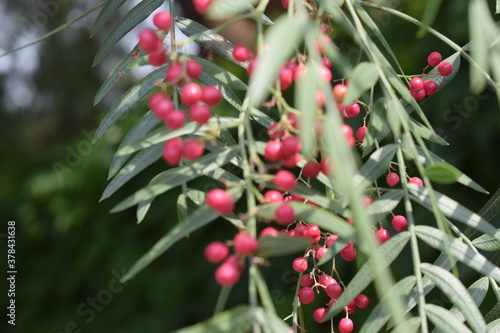 Beautiful dense foliage of peruvian pepper (Schinus molle) with clusters of maturing yellow and red berries