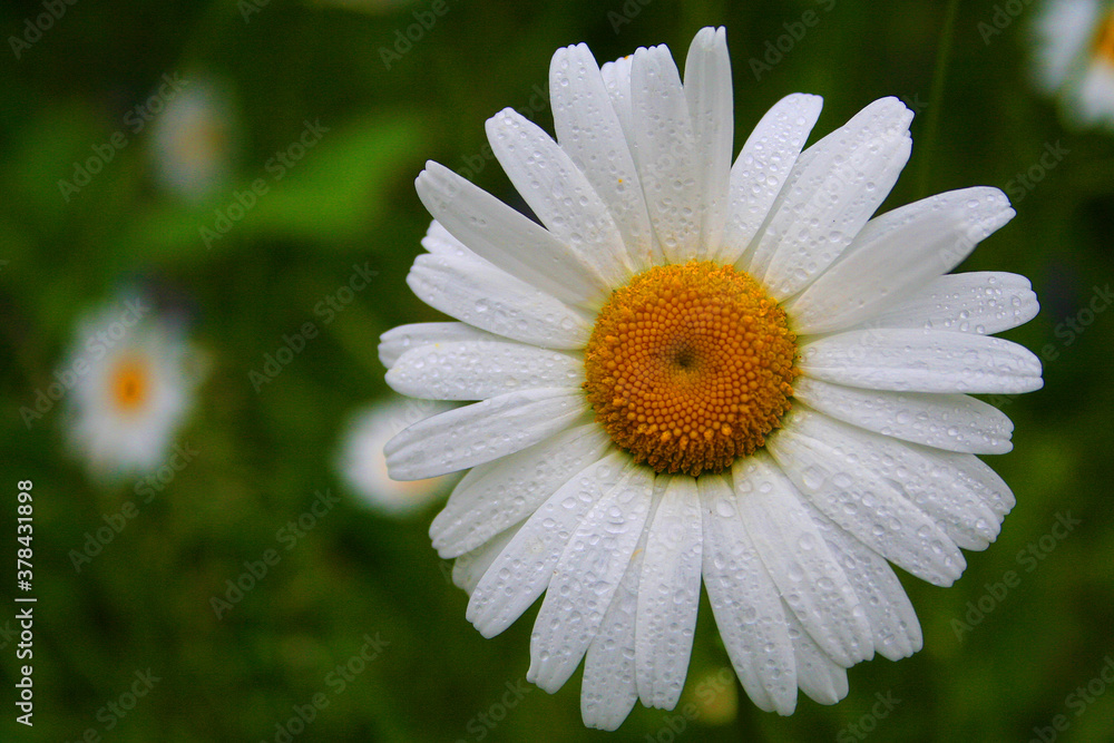 Fototapeta premium Marguerite