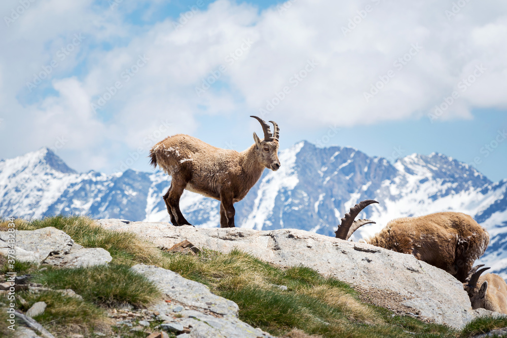 Wild ibex in the italian Alps. Gran Paradiso National Park, Italy Wild ibex in the italian Alps. Gran Paradiso National Park, Italy