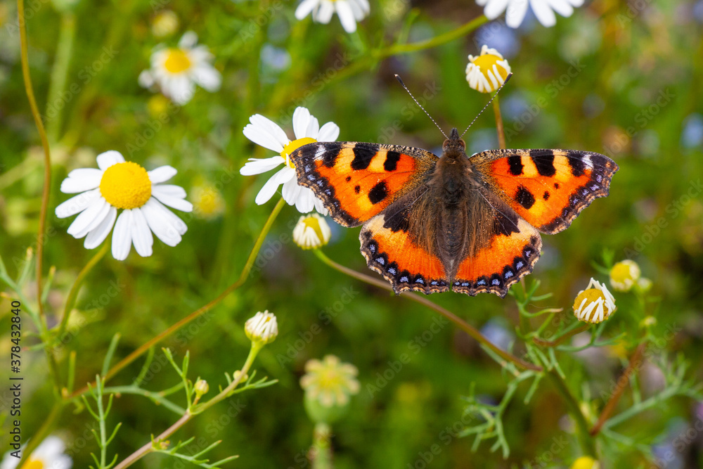 Fototapeta premium Schmetterling Admiral