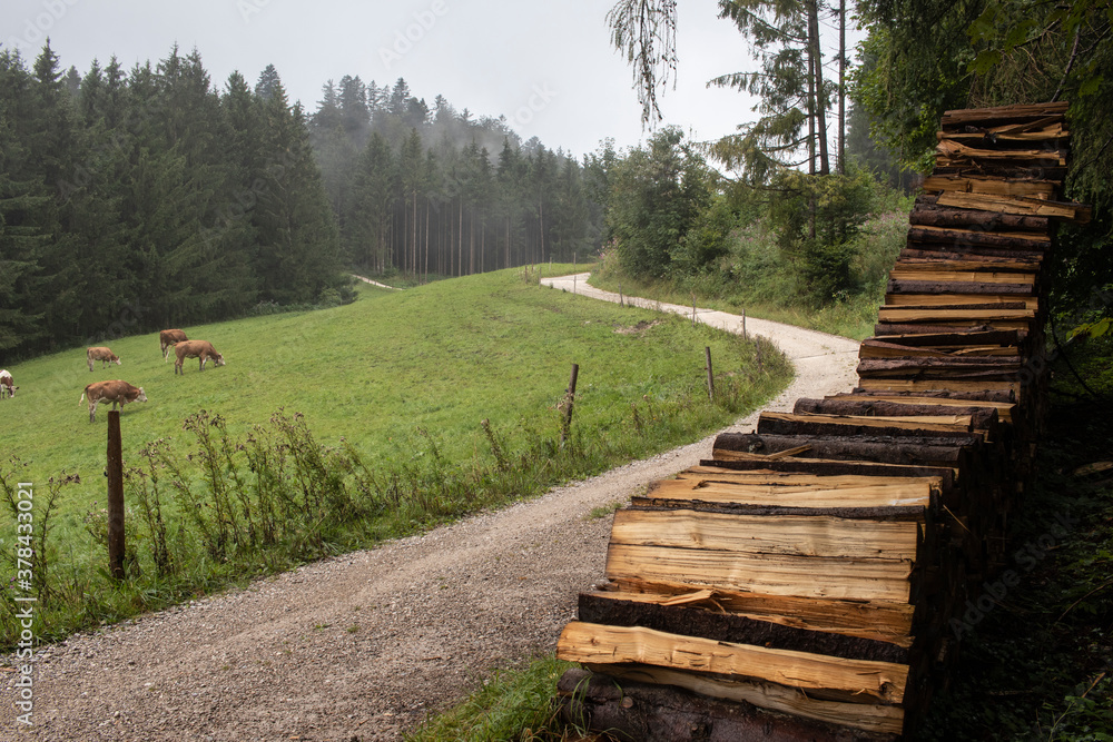Wanderweg an gestapeltem Brennholz vorbei an Kühen auf einer weide
