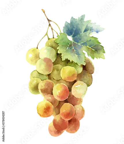 Bunch of grapes isolated on white background
