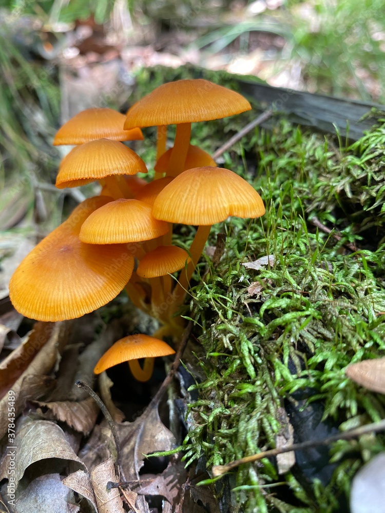 mushroom in the forest mushroom in the forest