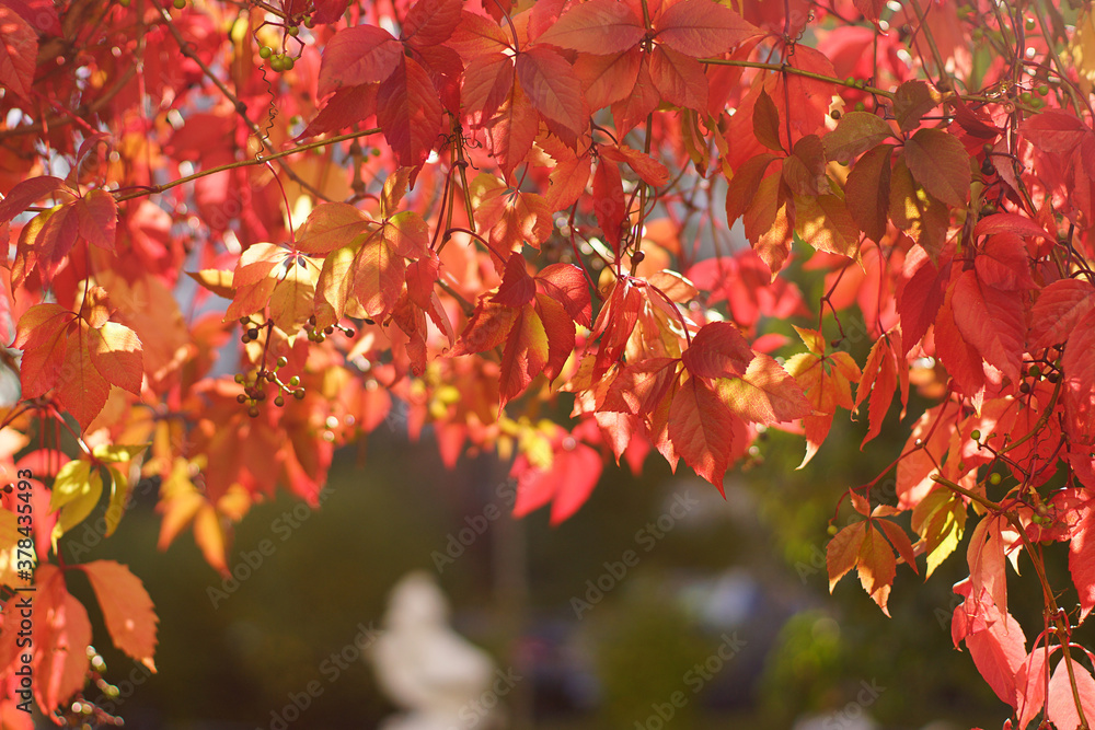 Fototapeta premium Red leaves of a plant entangle an arch in the park