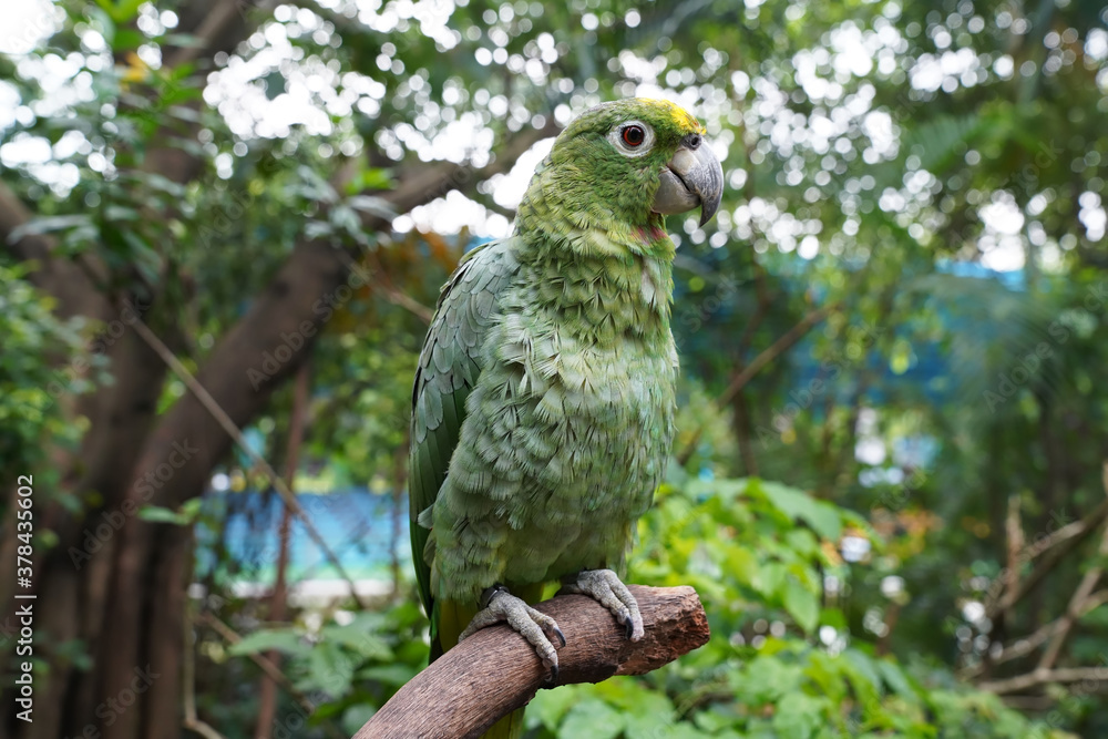 Obraz premium The yellow-fronted Amazon, or Suriman amazon, is a bird of the parakeet family 