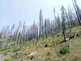 Beetle kill forest in Yosemite National Park