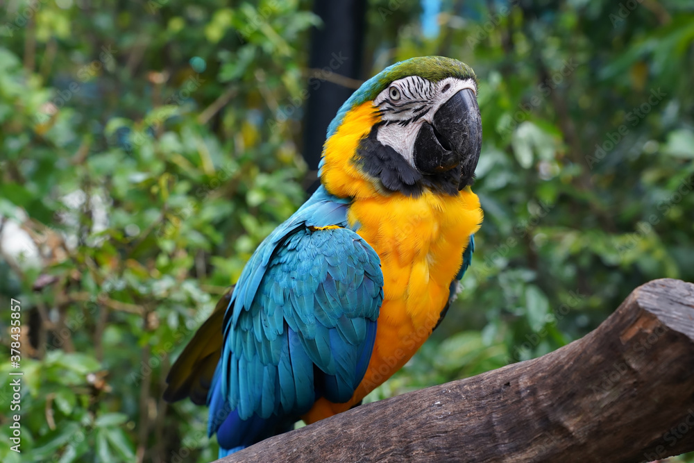 the blue-and-yellow macaw is a large, bright bird with a large wingspan