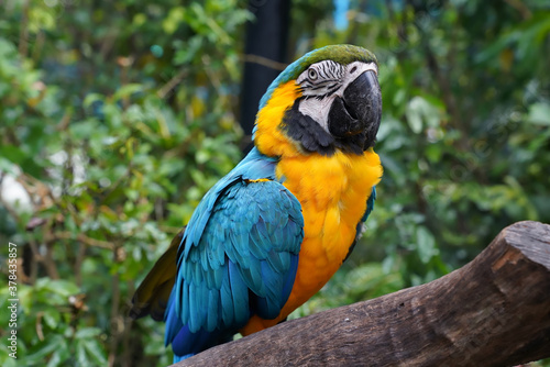 the blue-and-yellow macaw is a large, bright bird with a large wingspan