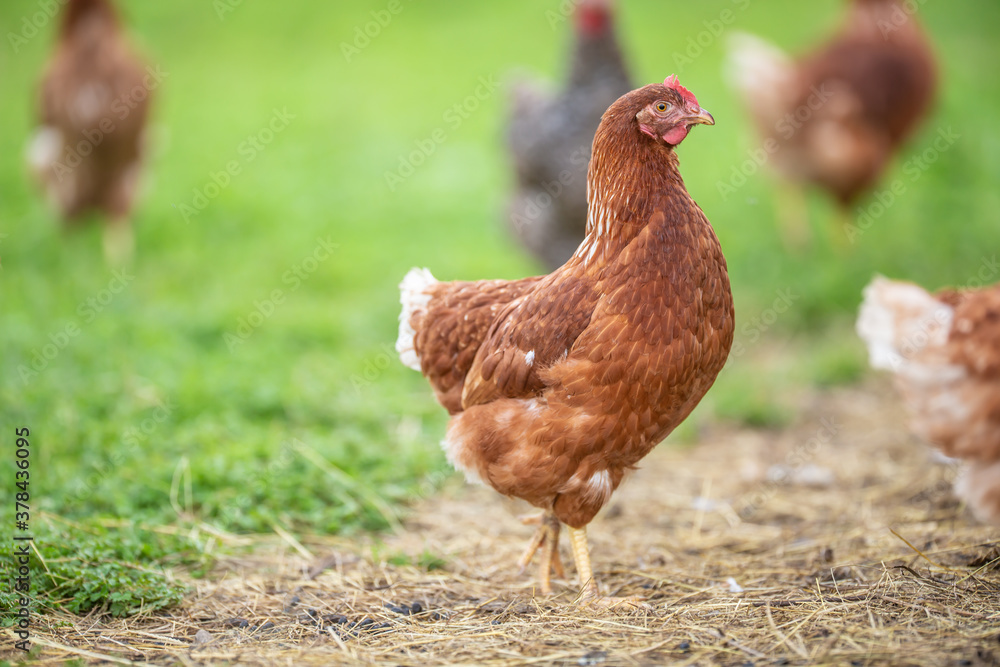 Freerange chicken in a farm on a summer day