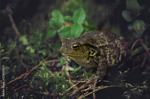 Large fat toad with bumps and warts sits on the ground