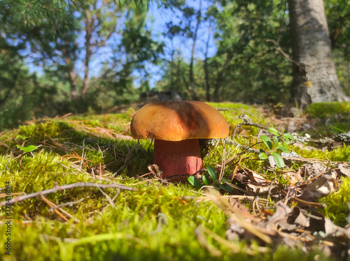 satanic devils mushroom grow in moss