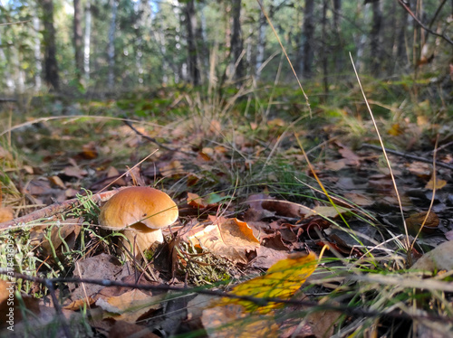 small cep mushroom grow in forest