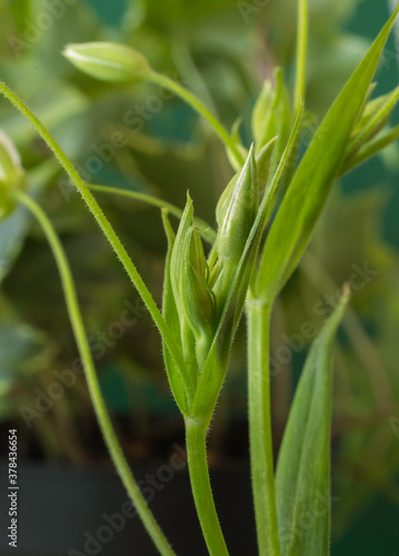 The immature buds of the Greater Stichwort plant.