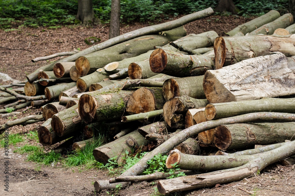 Tree stumps in the forest by the road Tree stumps in the forest by the road