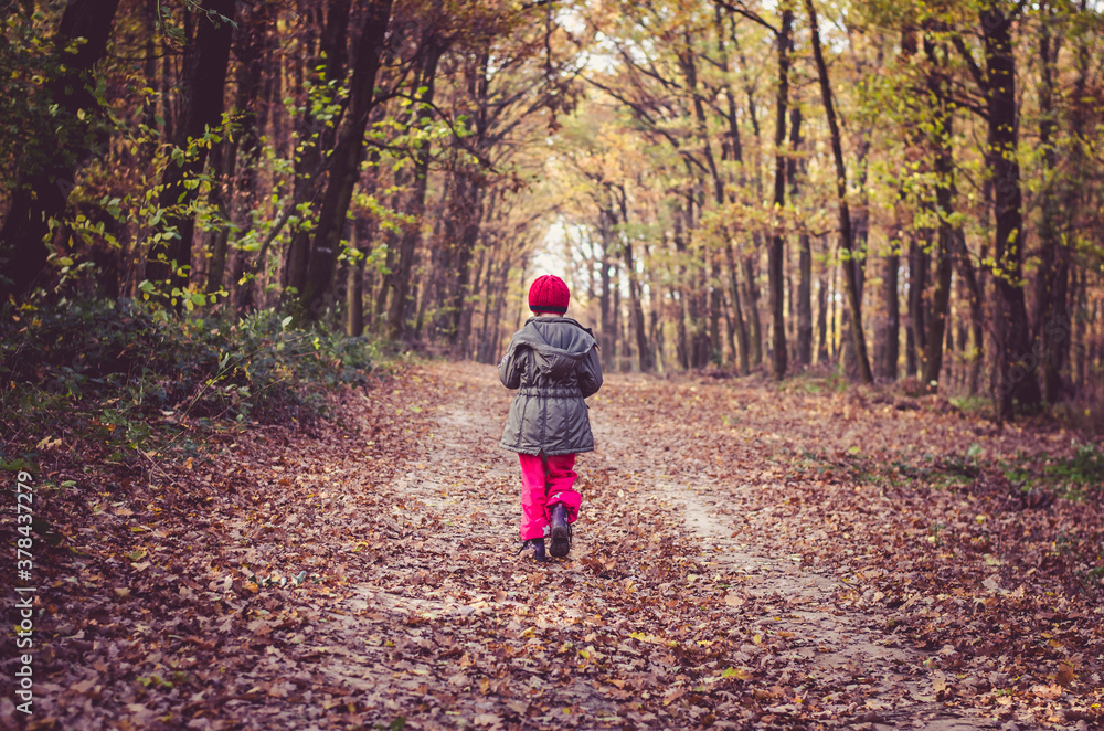 little child walking on fallen leaves in autumnal forest little child walking on fallen leaves in autumnal forest