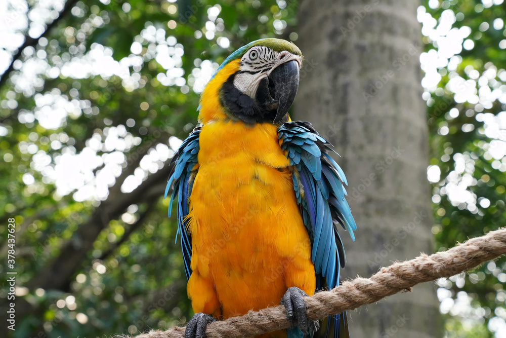 blue and yellow macaw sitting on a tree branch