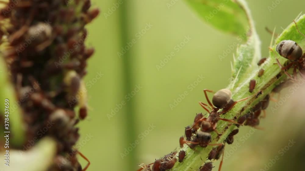 garden ants guard the black aphid colony. macro shooting garden ants guard the black aphid colony. macro shooting