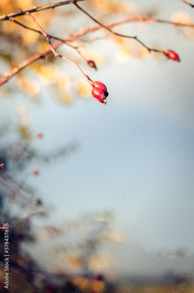 red briar berry on blue sky copy space red briar berry on blue sky copy space