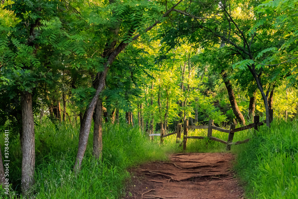 Naklejka premium A Forest Path