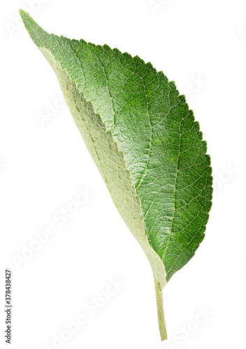 apple leaf isolated on a white background