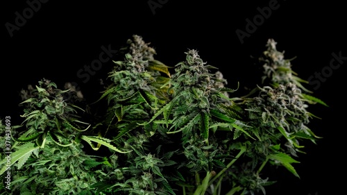 Out of the darkness comes a cannabis bush ready for harvest. Big buds with lots of THC and CBD. Medical marijuana. 