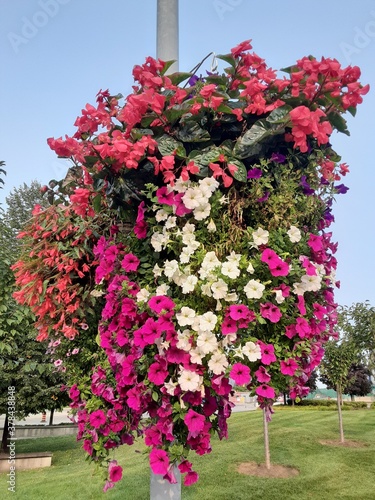 flowers in the park