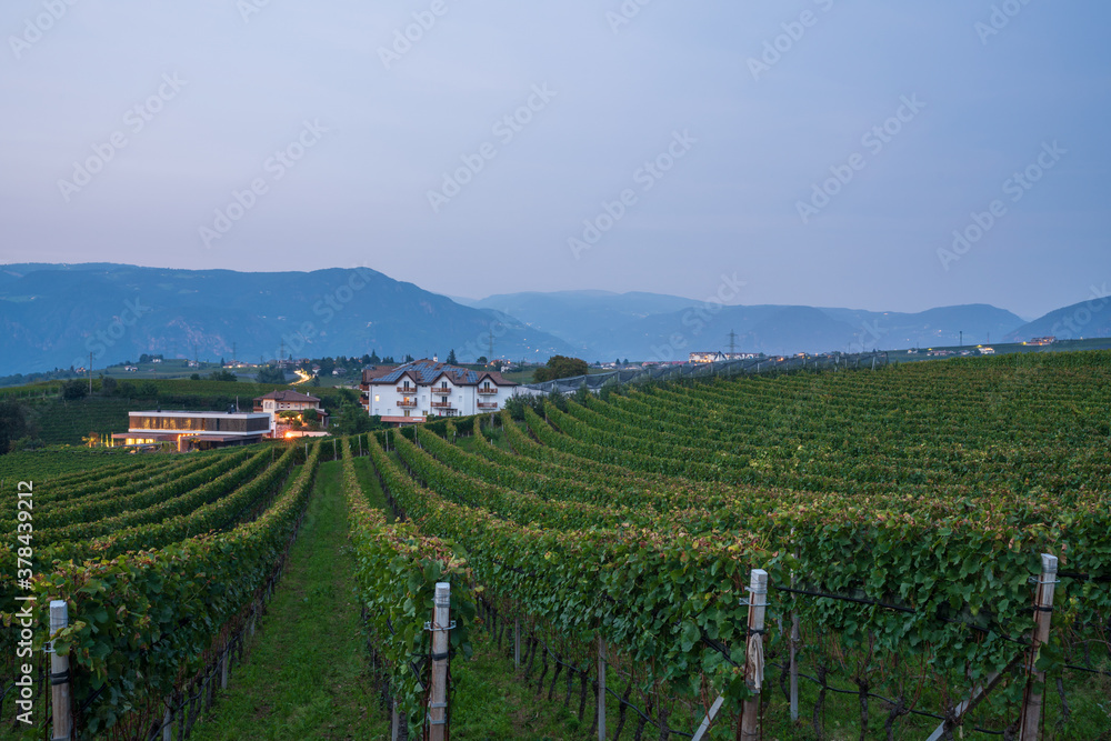 View of the grape orchards in South Tyrol, Italy.