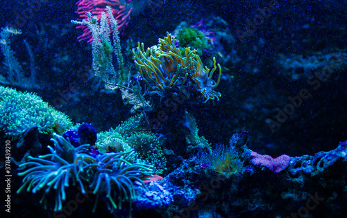 Underwater plants seaweed fish food for background