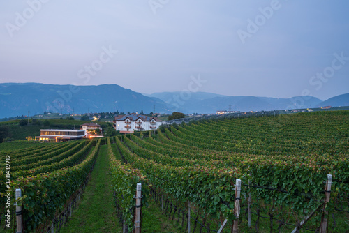 View of the grape orchards in South Tyrol  Italy.