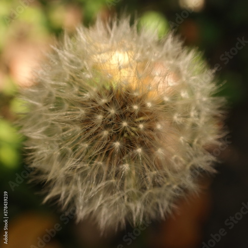 Dandelion light